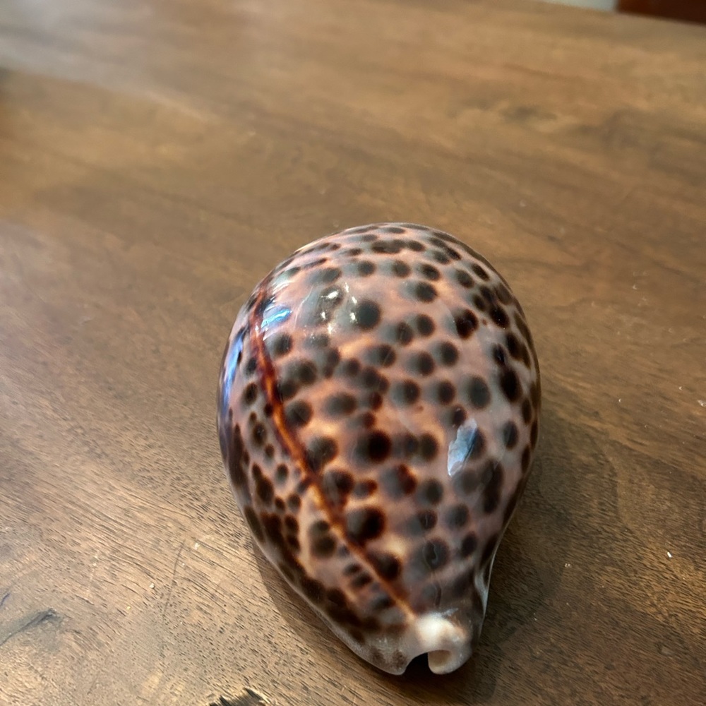 Tiger seashell - Picture 5 of 5